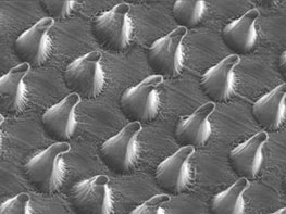 Microstructures under the scanning electron microscope